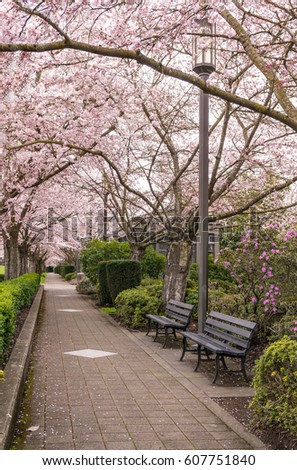 Empty Walking Lane Covered in Beautiful Spring Cherry Tree Pink Blossoms, Benches and Lamp Post