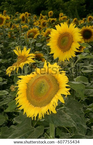 No one flower represent the summer better than the sunflower. Sunflower fields.