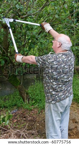 photo senior male cutting trimming tree branches outside