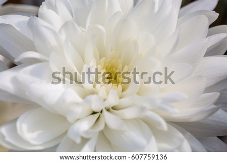 Close up of white chrysanthemum flower 