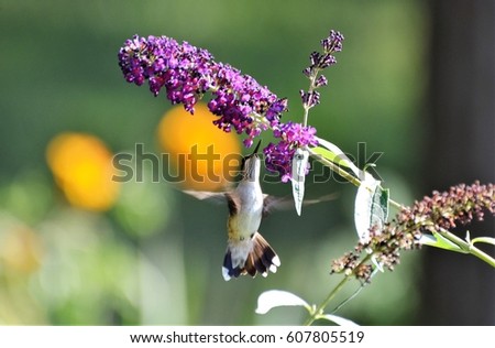 Hummingbird on flower