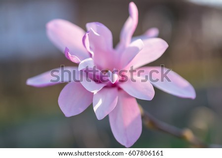 blurry purple pink magnolia