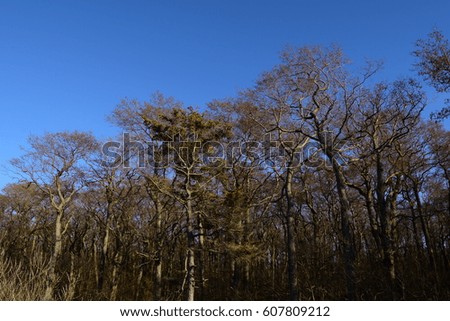 view of the dry tree on background of blue sky
