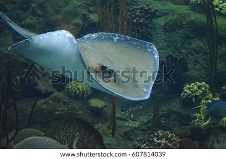 Amazing stingray gliding along the coral reef in the ocean waters.