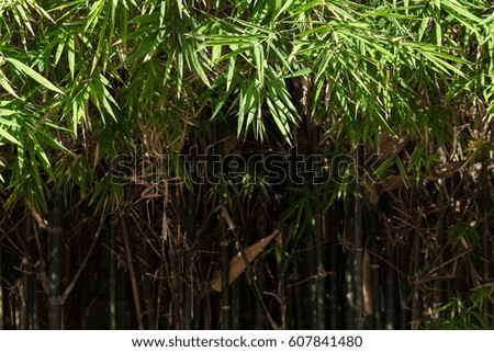 Texture of Bamboo Tree. set as Copy Space for Text.