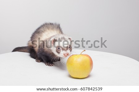 Ferret and apple, cute fluffy pet, best friend, portrait in studio isolated on a gray background, polecat.