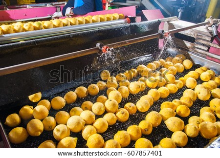 Primofiore lemons of the variety Femminello Siracusano during the washing process of a modern production line