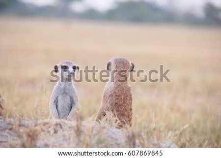 Two meerkats in Botswana Kalahari desert