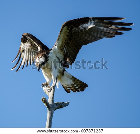 An osprey perched on a tree top lifting its wings in a Florida wetland.