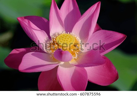 Close up focus of a small bee on pink Lotus with green background  