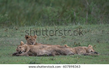Ngorongoro,, Tanzania:  Young Lions near Ngorongoro Crater in Tanzania on Feb 14, 2017