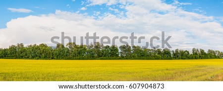 Sunny blossoming rapeseed field with tree line behind
