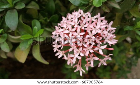 Light colored flowers