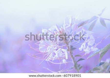 Blur and Soft focus violet tone flowers,spider flowers,
Sian vegetable gum,abstract