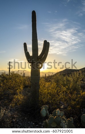 Vertical shot. Silhouette scenery of the arid Sonora desert, Arizona, at sunset. Golden light behind Saguaro cacti. Big cactus in the foreground, ravine, mountains and twilight sky in the background.