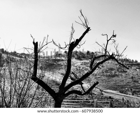 Black and white tree in desert