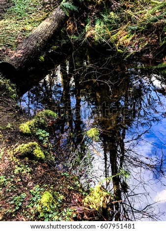 Indian Trail Puddle: A puddle along the side of Indian Trail in the Cougar Mountain Regional Wildland Park. Royalty-Free Stock Photo #607951481