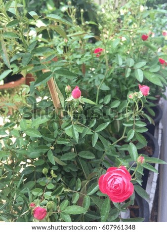 Pink roses, small flowers