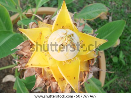 golden lotus banana , the long lasting flower close up, musella lasiocarpa, chinese dwarf banana, or chinese yellow banana.