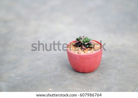 Close up fresh cactus in flower pot