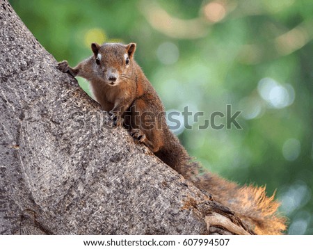 Squirrel plays on the tree , enjoys 