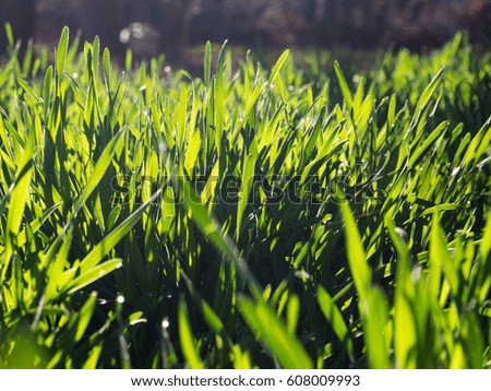 first spring green grass with dew drops