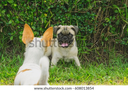 Dog Pug with Chihuahua in the park