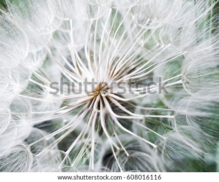 Tragopogon pseudomajor S. Nikit. Dandelion seeds, photo close up. Toning in light tones. Royalty-Free Stock Photo #608016116