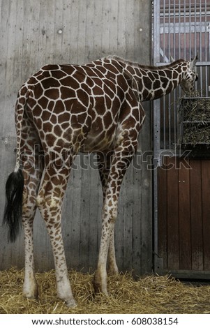 Giraffe eating in the Zoo