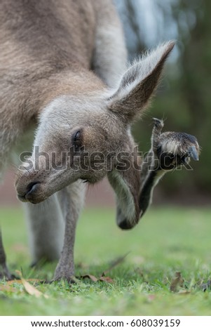 Kangaroo scratching