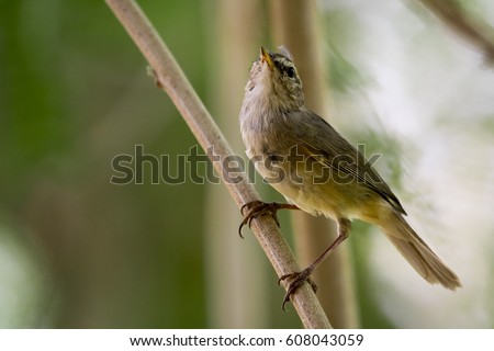 Image of bird (Common Tailorbird) on the branch on natural background.
