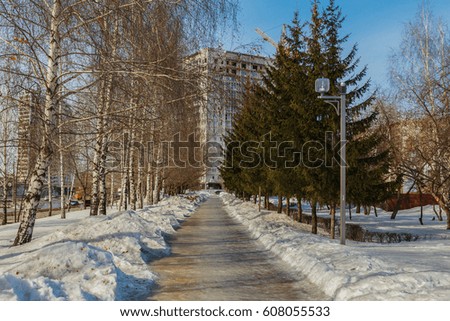 Alley with a path between birches and fir trees on a winter sunny day