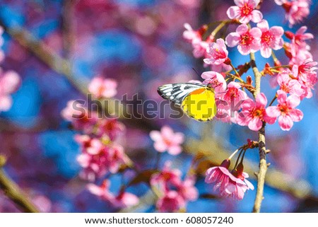 Yellow butterfly on Sakura flower with blue sky , nature background