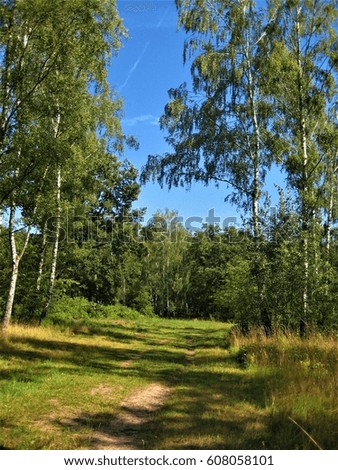 photo of summer landscape background forest a Sunny day on the path among the trees, birches and green grass, as the source for design, printing, advertising and decoration
