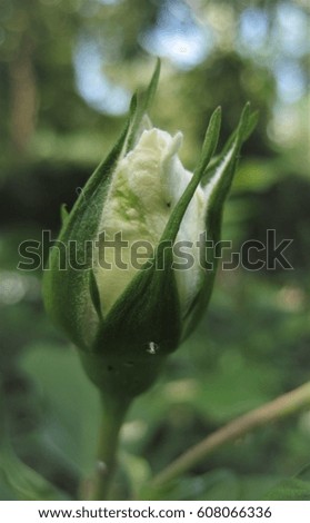 macro photo with the background of a Bud of a rose flower with white petals as a source for advertising, printing, decorating, design