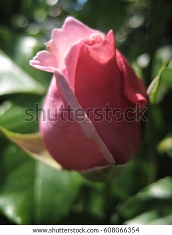 macro photo with the background of a Bud of a rose flower with pink petals as a source for advertising, printing, decorating, design