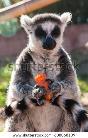 Picture of a cute lemur with closed eyes and a carrot