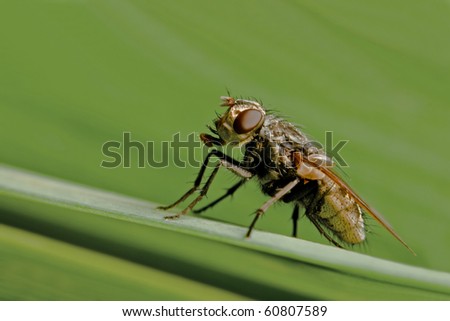 Fly on straw with green background
