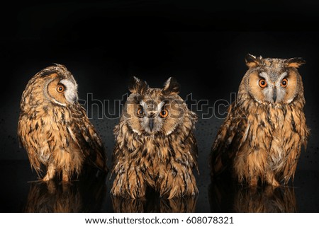  owls on a tree on a black background