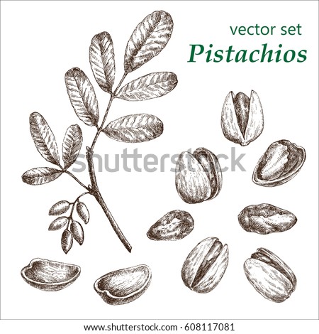 Pistachio  plant set. The illustration in vintage style. Picture made by hands with ink.