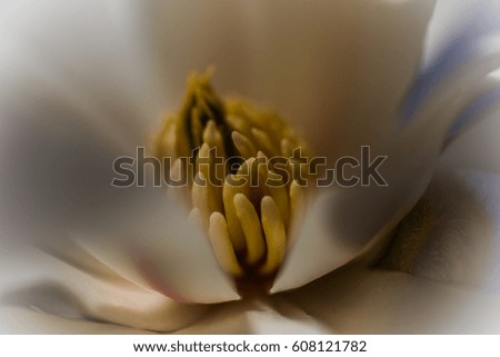 Macro from the heart of a magnolia flower in early spring time