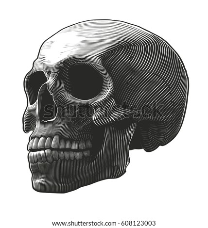 Human skull in woodcut style. Vector illustration, isolated, grouped on transparent background

