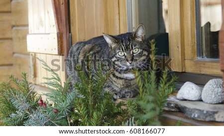cat relaxing on window porch