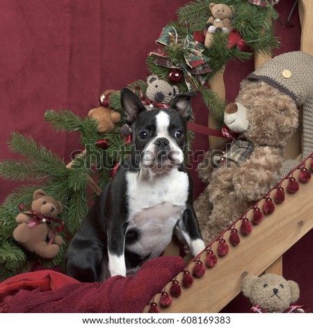 Boston terrier in Christmas decoration
