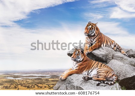 Calm tigers on the rocks