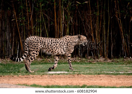 Cheetah in wild 