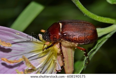 June Bug is active during the night hours as it searches for plant food on this flower. A common beetle found in many parts of the world with many species. 