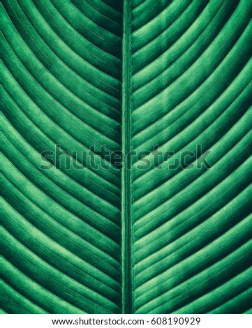 striped of tropical leaf, abstract green foliage texture from nature background, blue tone process