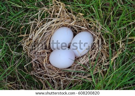 white eggs in dry hay on green grass  background