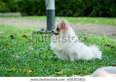 Dog Pomeranian in the lawn lovingly.